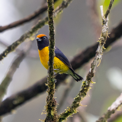 Tawny-capped Euphonia (Euphonia anneae), photo 9