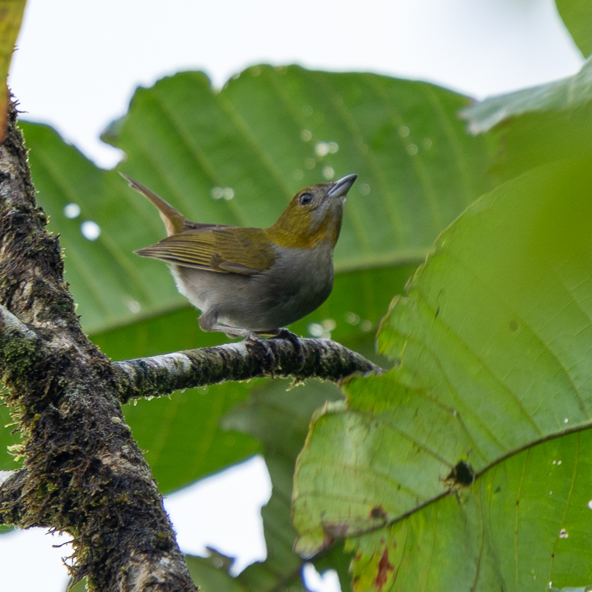 Yellow-throated Chlorospingus (Chlorospingus flavigularis), photo 6