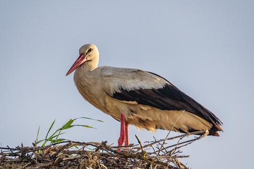 European White Stork