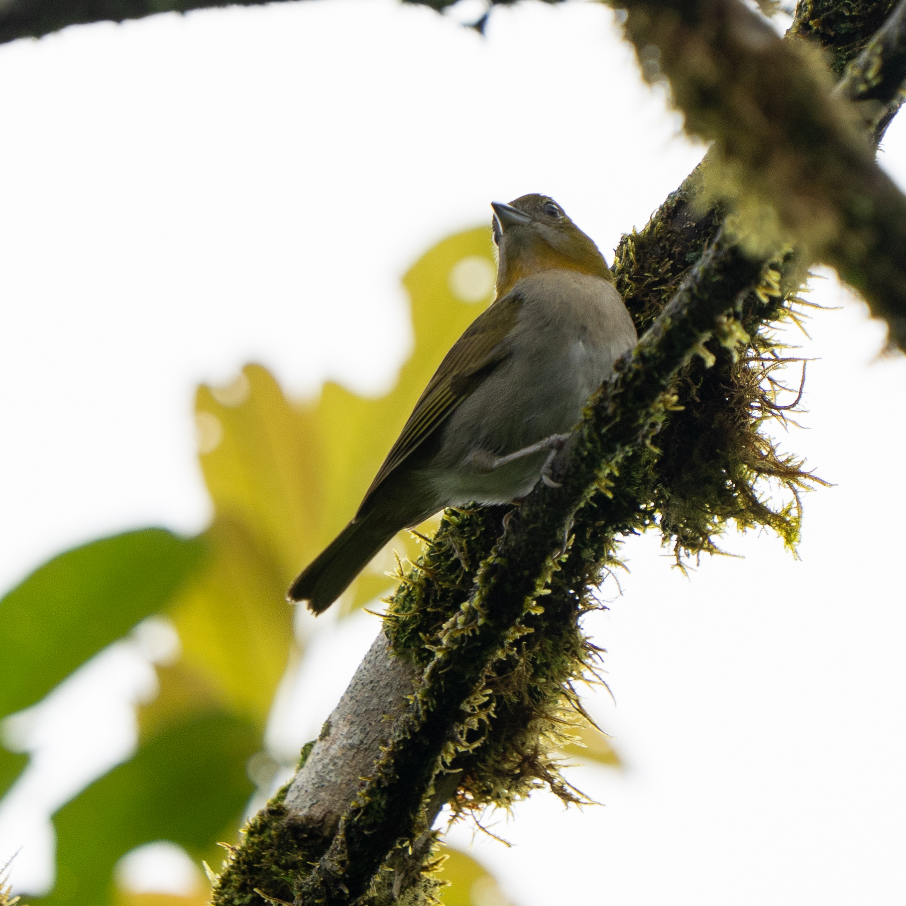 Yellow-throated Chlorospingus (Chlorospingus flavigularis), photo 7
