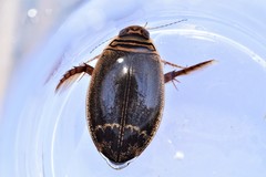 Acilius semisulcatus