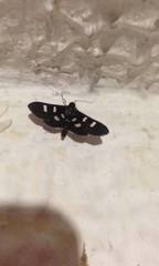 Desmia octomaculalis