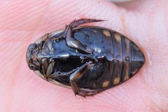 Acilius semisulcatus