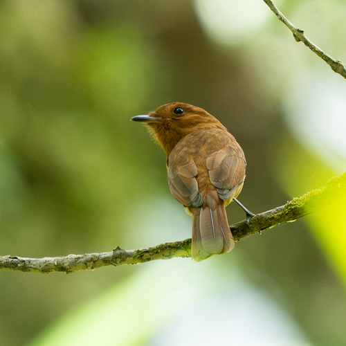 Rufous Mourner (Rhytipterna holerythra), photo 6