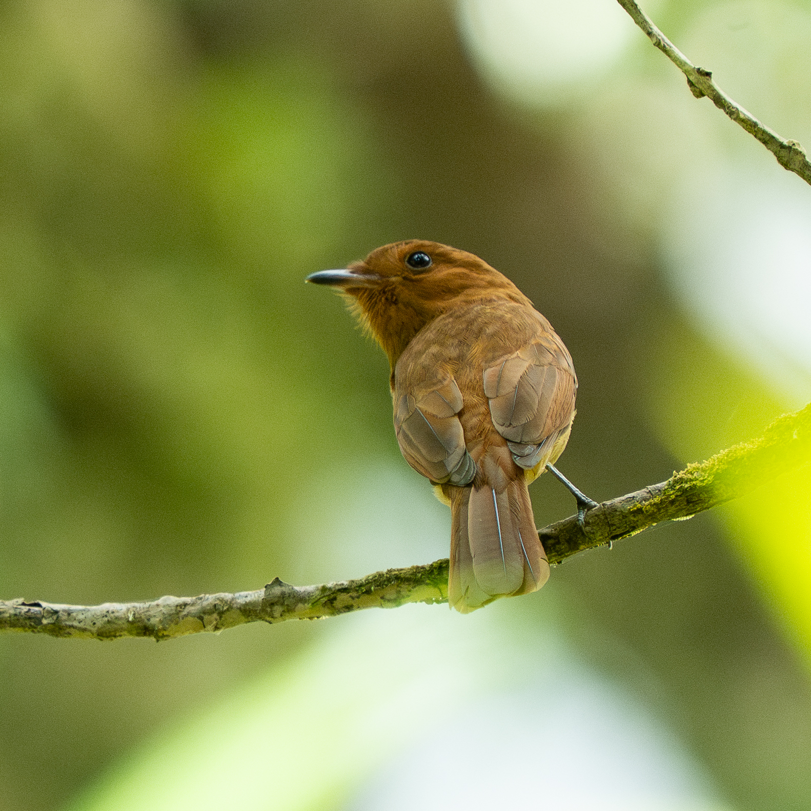 Rufous Mourner (Rhytipterna holerythra), photo 8