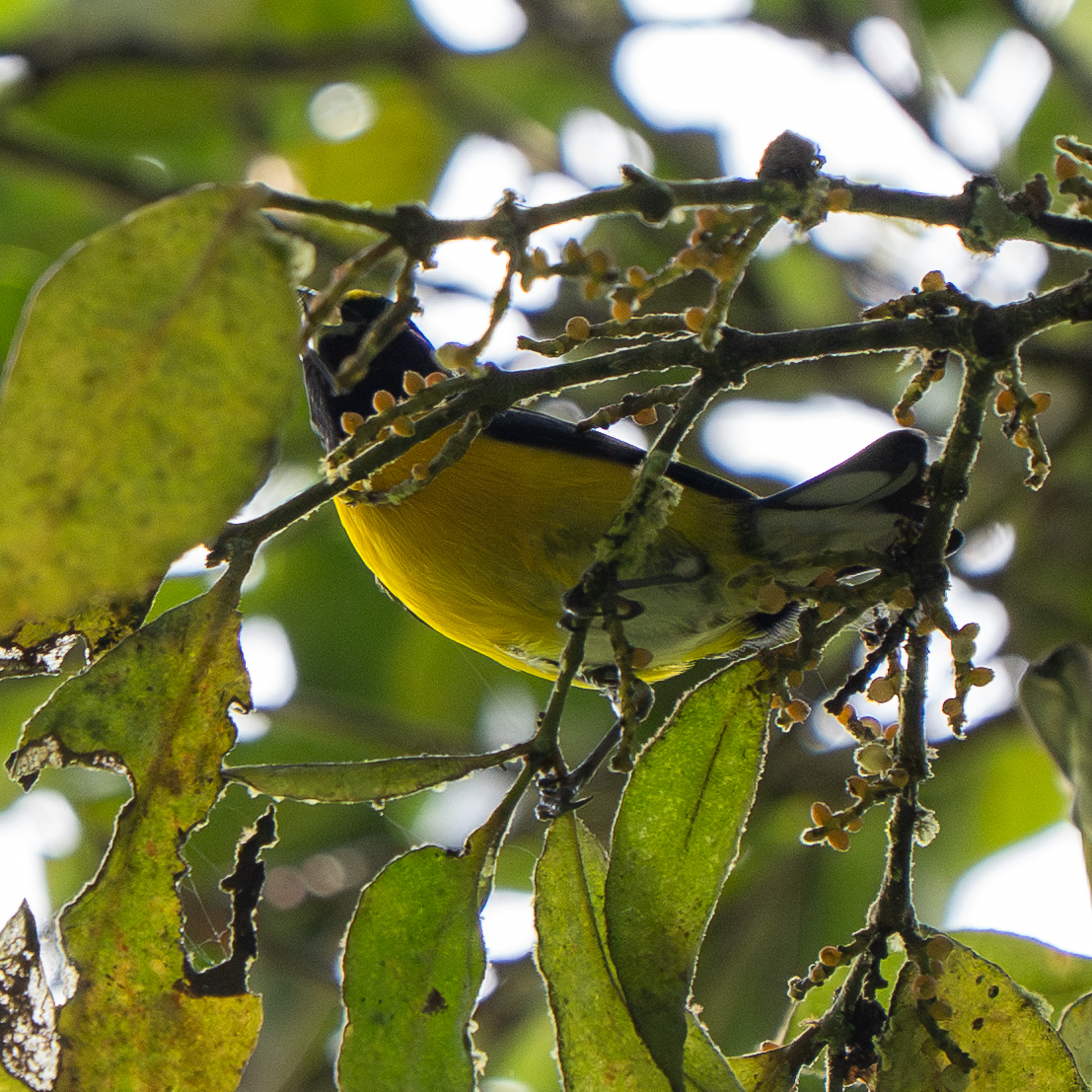 White-vented Euphonia (Euphonia minuta), photo 3