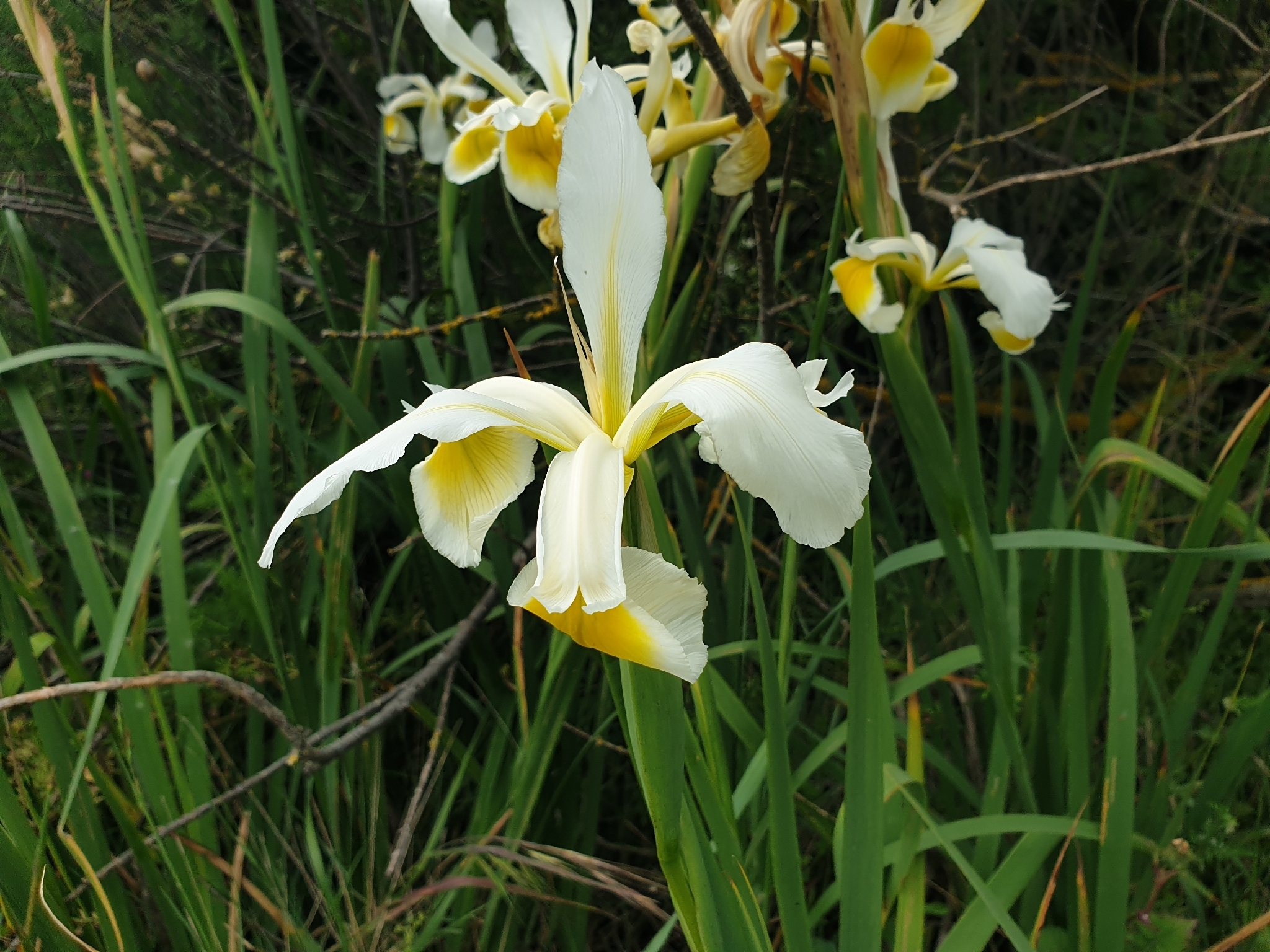 Iris orientalis