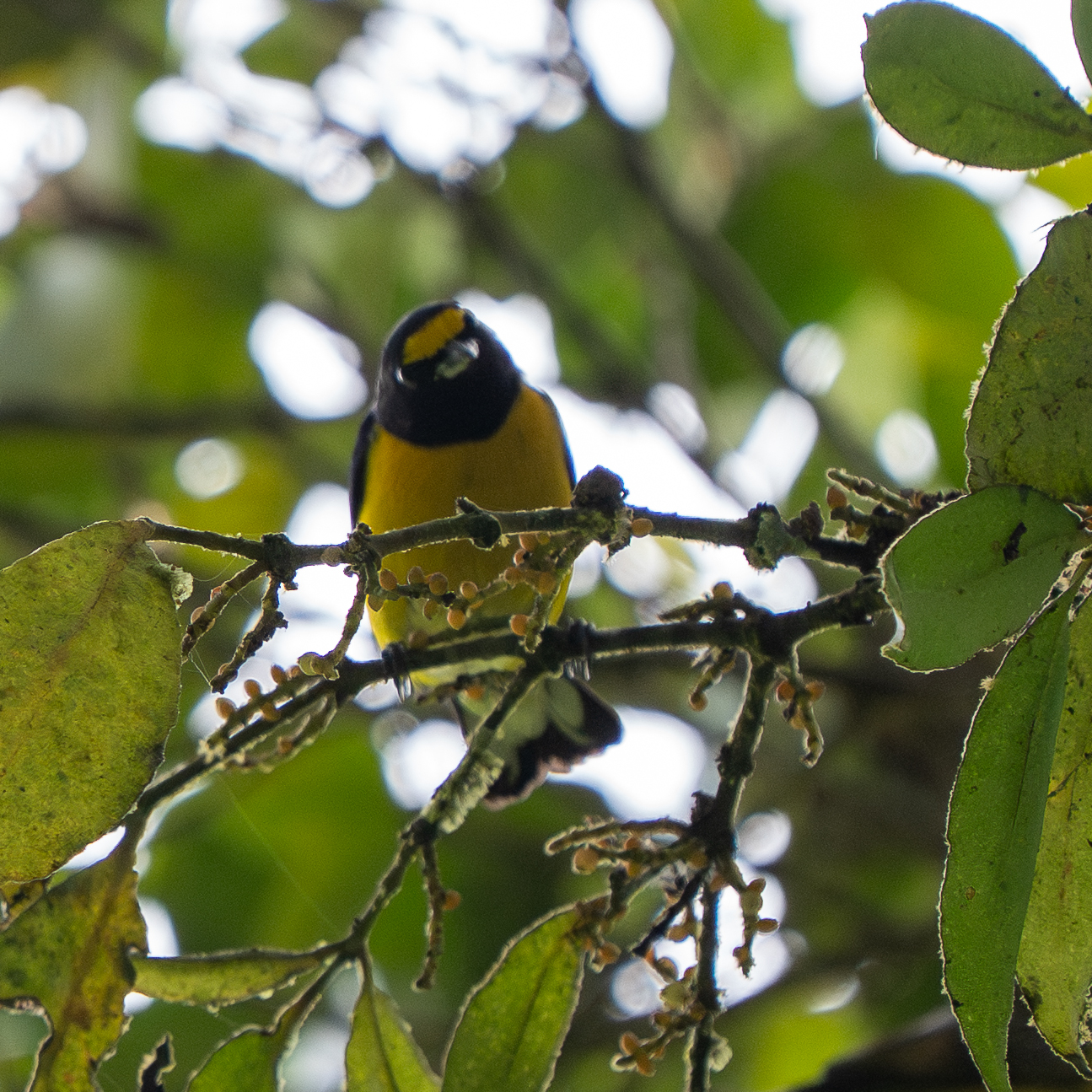 White-vented Euphonia (Euphonia minuta), photo 4