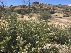 Ceanothus perplexans