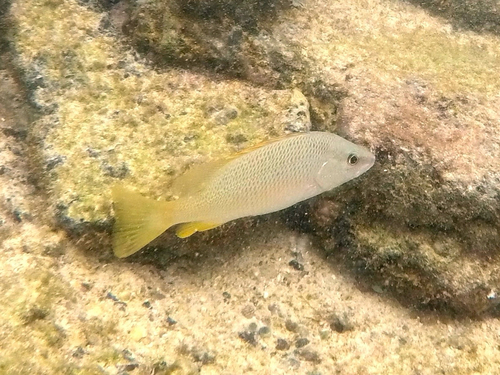 Lutjanus argentiventris