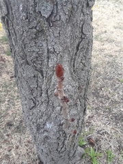 Aesculus hippocastanum