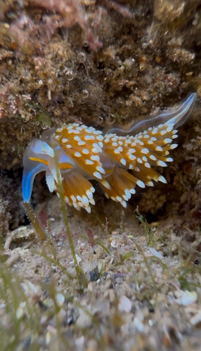 Hermissenda opalescens