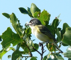 Vireo atricapilla