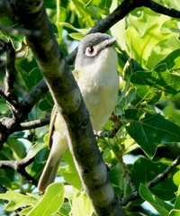 Vireo atricapilla