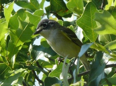 Vireo atricapilla