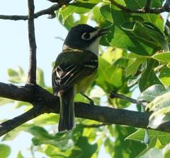 Vireo atricapilla