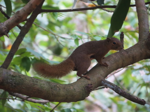 Callosciurus notatus