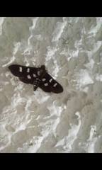 Desmia octomaculalis