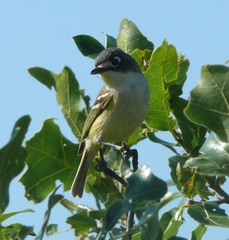 Vireo atricapilla