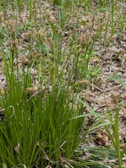 Shady Sedge (Carex umbrosa)