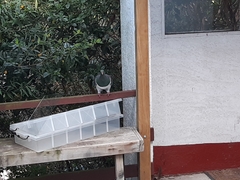 Hemiphaga novaeseelandiae novaeseelandiae