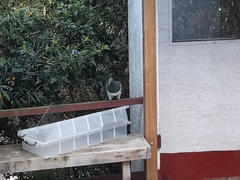 Hemiphaga novaeseelandiae novaeseelandiae