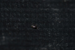 Trissolcus