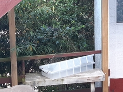 Hemiphaga novaeseelandiae novaeseelandiae