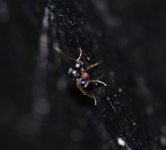 Trissolcus