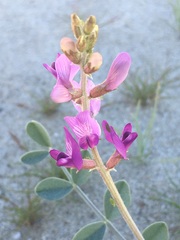 Astragalus lentiginosus borreganus