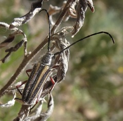 Sphaenothecus bilineatus