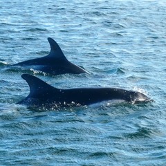 Sagmatias australis