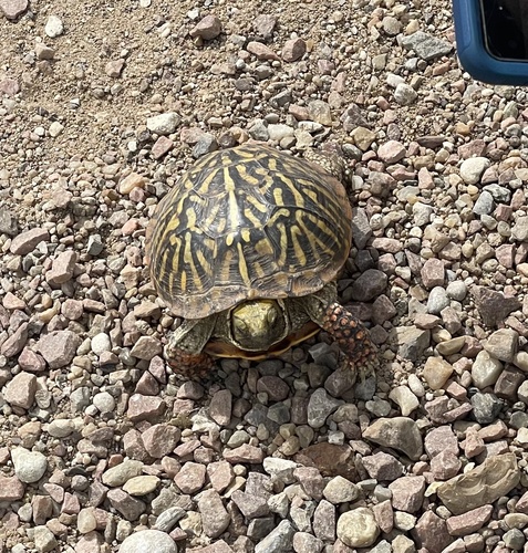Ornate Box Turtle observed by boverser