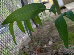 Polygonatum biflorum biflorum
