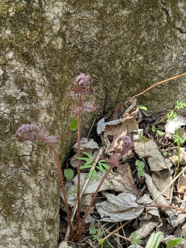 Athyrium rubripes (Athyrium rubripes)