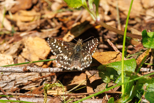 Two-banded Checkered-Skipper photo 4