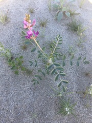 Astragalus lentiginosus borreganus