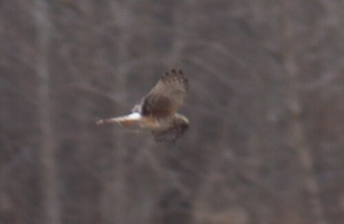 Northern Harrier observed by georectified
