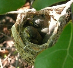 Vireo atricapilla
