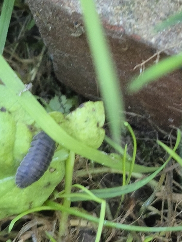 Nosy Pill Woodlouse
