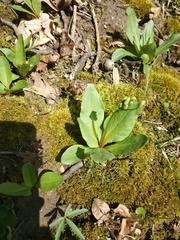 Primula meadia