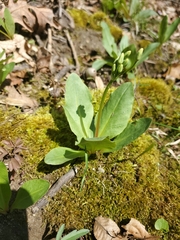 Primula meadia