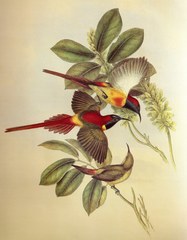 Fire-Tailed Sunbird photo 3