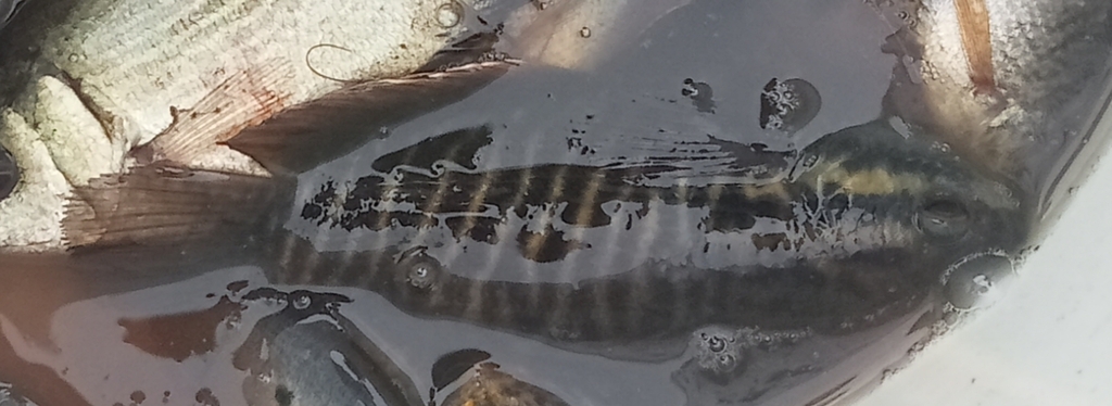 Snake-skin Gourami (Trichopodus pectoralis)