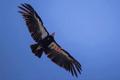 California Condor observed by condor_55