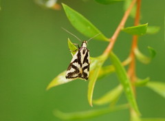 Epithymema incomposita