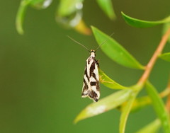 Epithymema incomposita