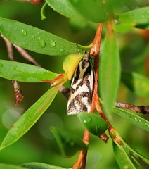 Epithymema incomposita
