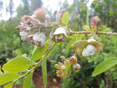 Exobasidium vaccinii
