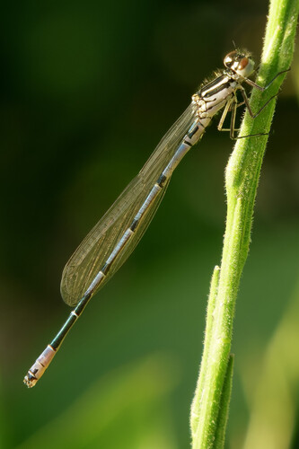 Azure Damselfly